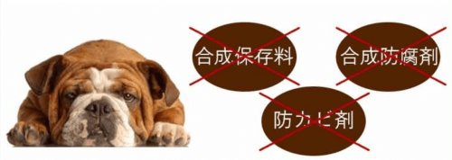 安心犬活